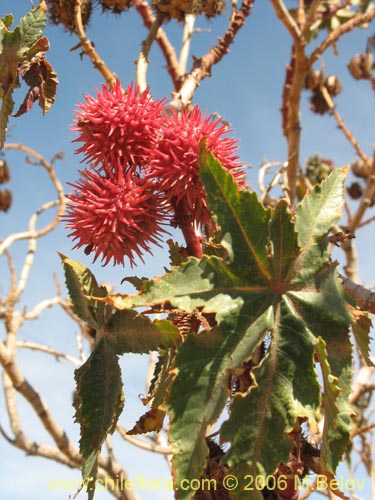 Image of Ricinus communis (Ricino / Palma christi / Higuerilla). Click to enlarge parts of image.