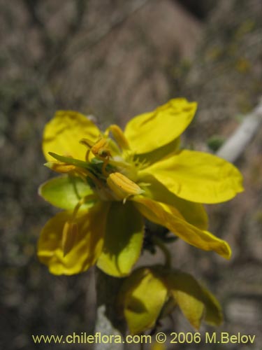 Фотография Bulnesia chilensis (). Щелкните, чтобы увеличить вырез.