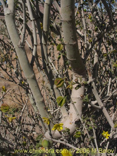 Bulnesia chilensisの写真