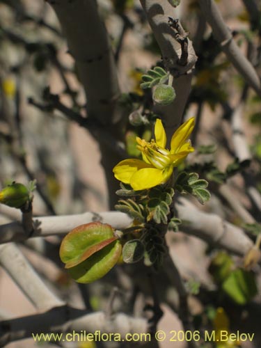 Bild von Bulnesia chilensis (). Klicken Sie, um den Ausschnitt zu vergrössern.