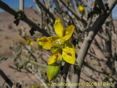 Bulnesia chilensisの写真