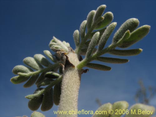 Bild von Bulnesia chilensis (). Klicken Sie, um den Ausschnitt zu vergrössern.