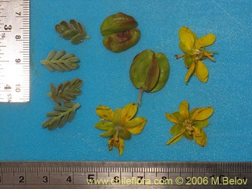 Image of Bulnesia chilensis (). Click to enlarge parts of image.