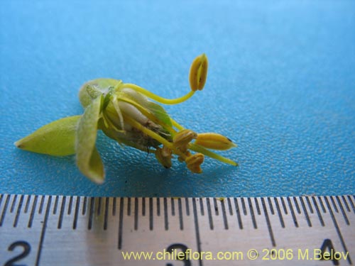 Bulnesia chilensis的照片