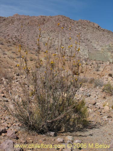 Imágen de Balbisia peduncularis (). Haga un clic para aumentar parte de imágen.