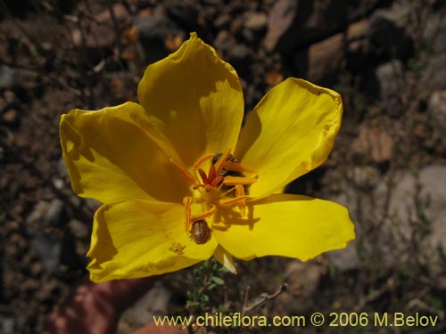 Imágen de Balbisia peduncularis (). Haga un clic para aumentar parte de imágen.