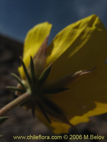 Imágen de Balbisia peduncularis (). Haga un clic para aumentar parte de imágen.