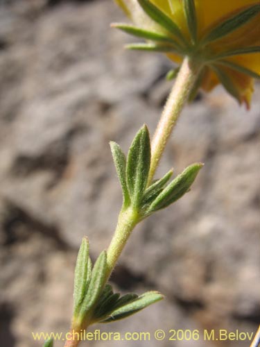 Bild von Balbisia peduncularis (). Klicken Sie, um den Ausschnitt zu vergrössern.