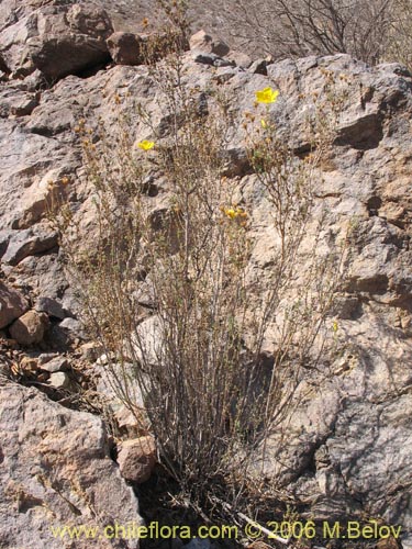 Imágen de Balbisia peduncularis (). Haga un clic para aumentar parte de imágen.