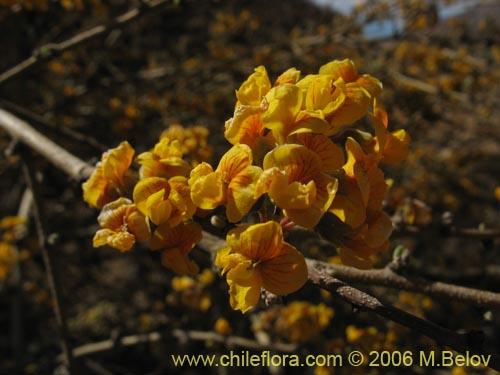 Imágen de Geoffroea decorticans (Chañar). Haga un clic para aumentar parte de imágen.