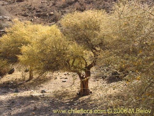 Imágen de Geoffroea decorticans (Chañar). Haga un clic para aumentar parte de imágen.