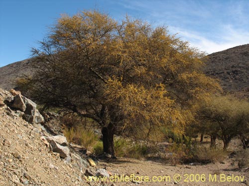 Imágen de Geoffroea decorticans (Chañar). Haga un clic para aumentar parte de imágen.