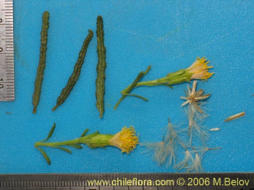 Image of Senecio sp. #1630 (). Click to enlarge parts of image.