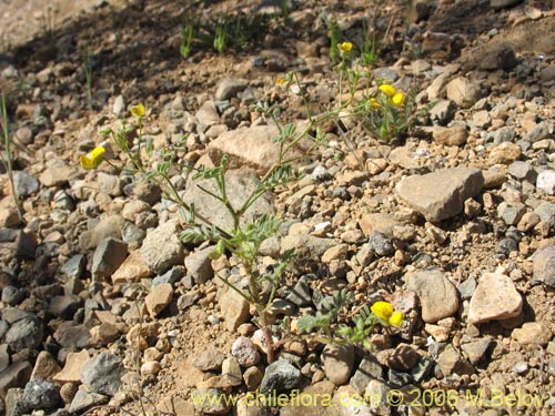 Image of Adesmia sp. #1631 (). Click to enlarge parts of image.