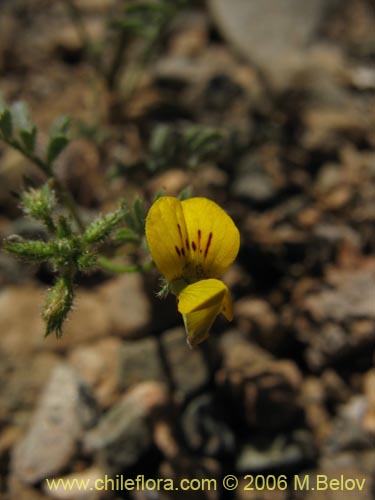 Imágen de Adesmia sp. #1631 (). Haga un clic para aumentar parte de imágen.