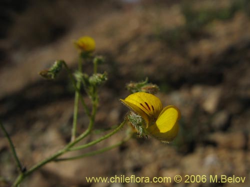 Image of Adesmia sp. #1631 (). Click to enlarge parts of image.