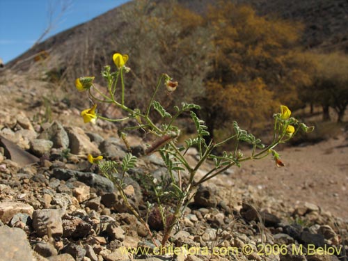 Image of Adesmia sp. #1631 (). Click to enlarge parts of image.