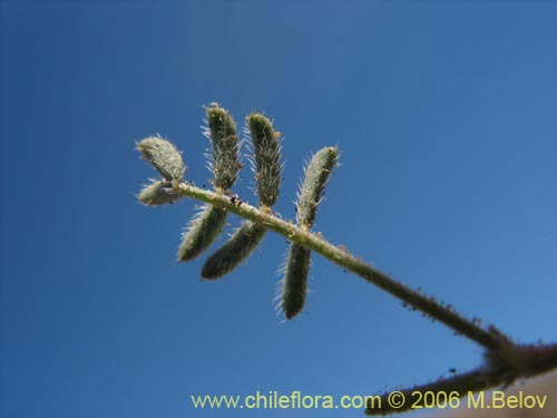 Bild von Adesmia sp. #1631 (). Klicken Sie, um den Ausschnitt zu vergrössern.