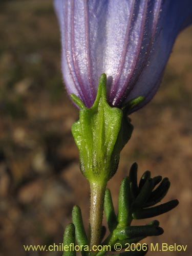 Imágen de Nolana sp. #1509 (). Haga un clic para aumentar parte de imágen.