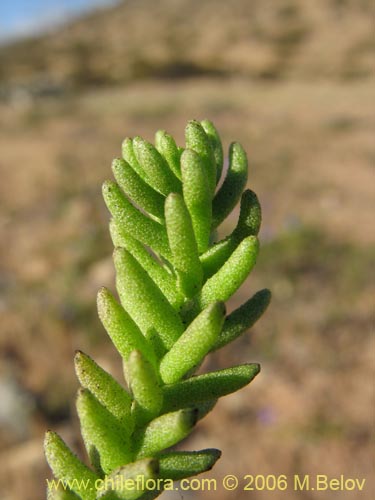 Imágen de Nolana sp. #1509 (). Haga un clic para aumentar parte de imágen.