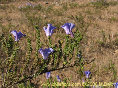 Imágen de Nolana sp. #1509 (). Haga un clic para aumentar parte de imágen.