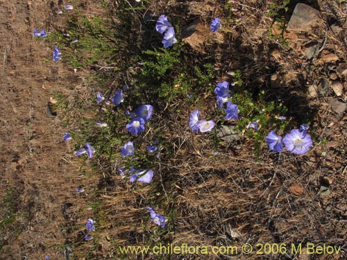 Imágen de Nolana sp. #1509 (). Haga un clic para aumentar parte de imágen.