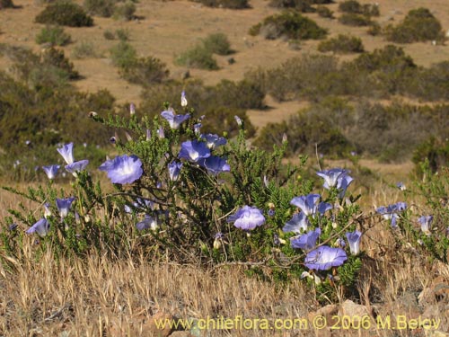 Imágen de Nolana sp. #1509 (). Haga un clic para aumentar parte de imágen.