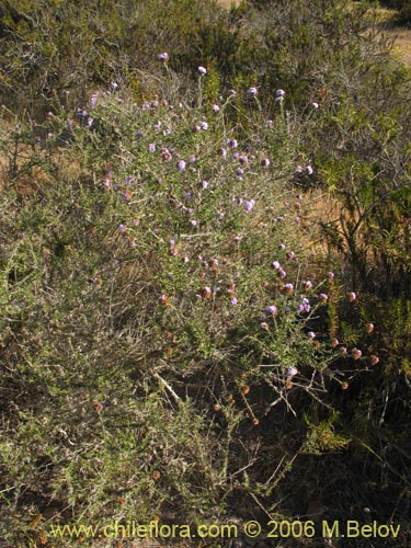 Image of Verbena selaginoides (Verbena arbustiva). Click to enlarge parts of image.