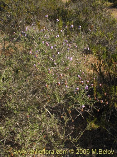 Verbena selaginoides의 사진