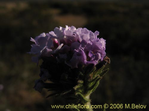 Image of Verbena selaginoides (Verbena arbustiva). Click to enlarge parts of image.