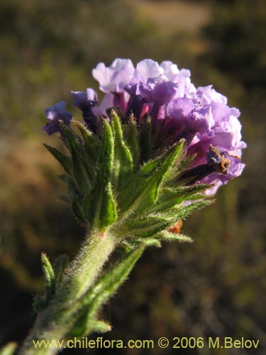 Image of Verbena selaginoides (Verbena arbustiva). Click to enlarge parts of image.