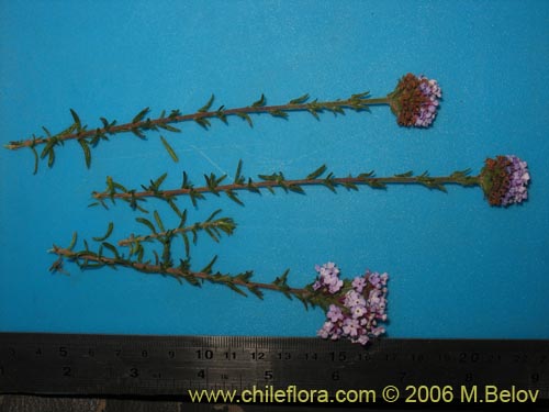Image of Verbena selaginoides (Verbena arbustiva). Click to enlarge parts of image.
