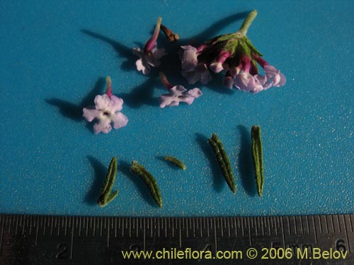 Bild von Verbena selaginoides (Verbena arbustiva). Klicken Sie, um den Ausschnitt zu vergrössern.