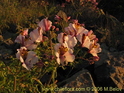 Bild von Alstroemeria magnifica ssp. magnifica (Mariposa del campo / Lirio del campo). Klicken Sie, um den Ausschnitt zu vergrössern.