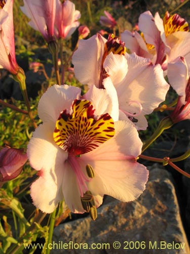 Image of Alstroemeria magnifica ssp. magnifica (Mariposa del campo / Lirio del campo). Click to enlarge parts of image.