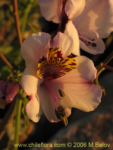 Imágen de Alstroemeria magnifica ssp. magnifica (Mariposa del campo / Lirio del campo). Haga un clic para aumentar parte de imágen.