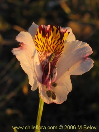 Фотография Alstroemeria magnifica ssp. magnifica (Mariposa del campo / Lirio del campo). Щелкните, чтобы увеличить вырез.