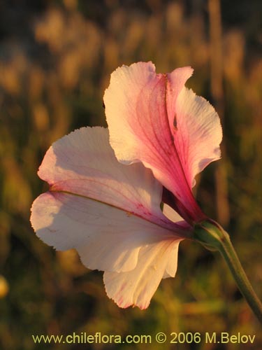 Фотография Alstroemeria magnifica ssp. magnifica (Mariposa del campo / Lirio del campo). Щелкните, чтобы увеличить вырез.