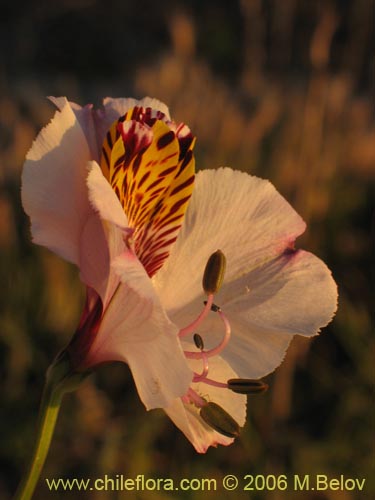 Imágen de Alstroemeria magnifica ssp. magnifica (Mariposa del campo / Lirio del campo). Haga un clic para aumentar parte de imágen.