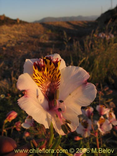 Imágen de Alstroemeria magnifica ssp. magnifica (Mariposa del campo / Lirio del campo). Haga un clic para aumentar parte de imágen.