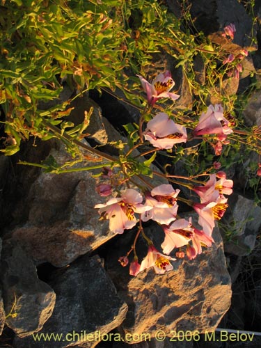 Фотография Alstroemeria magnifica ssp. magnifica (Mariposa del campo / Lirio del campo). Щелкните, чтобы увеличить вырез.