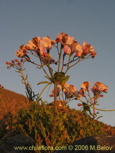 Imágen de Alstroemeria magnifica ssp. magnifica (Mariposa del campo / Lirio del campo). Haga un clic para aumentar parte de imágen.