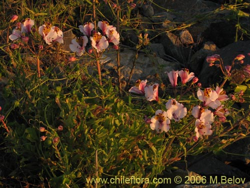 Фотография Alstroemeria magnifica ssp. magnifica (Mariposa del campo / Lirio del campo). Щелкните, чтобы увеличить вырез.