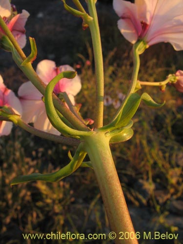 Фотография Alstroemeria magnifica ssp. magnifica (Mariposa del campo / Lirio del campo). Щелкните, чтобы увеличить вырез.
