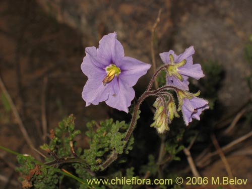 Bild von Solanum sp. #1524 (). Klicken Sie, um den Ausschnitt zu vergrössern.