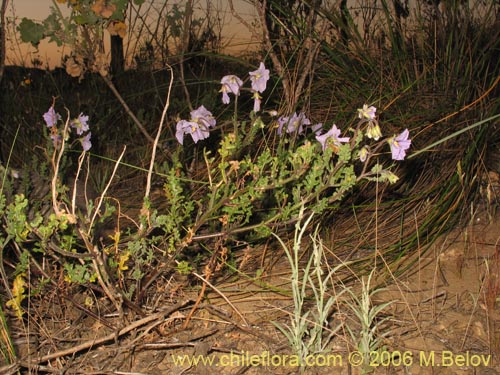 Bild von Solanum sp. #1524 (). Klicken Sie, um den Ausschnitt zu vergrössern.