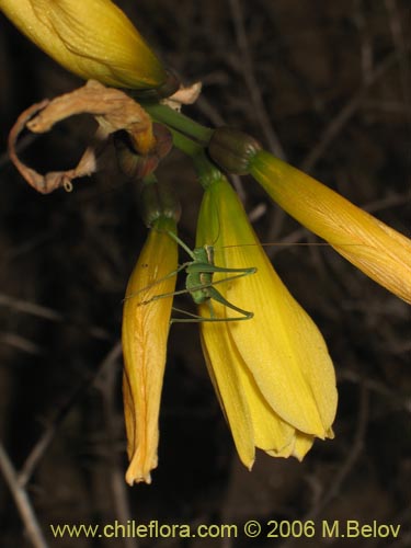 Bild von Rhodophiala bagnoldii (Añañuca amarilla). Klicken Sie, um den Ausschnitt zu vergrössern.