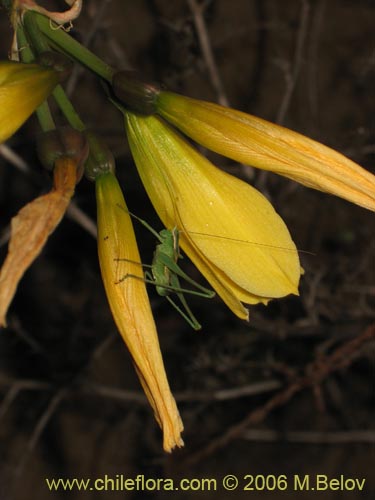 Фотография Rhodophiala bagnoldii (Añañuca amarilla). Щелкните, чтобы увеличить вырез.