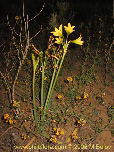 Imágen de Rhodophiala bagnoldii (Añañuca amarilla). Haga un clic para aumentar parte de imágen.