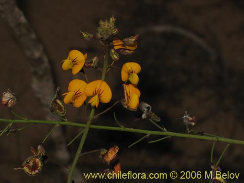 Imágen de Adesmia sp. #1510 (). Haga un clic para aumentar parte de imágen.